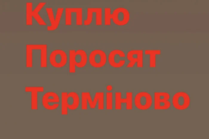 Куплю поросят свиней от вашего хозяйства- фото № 1