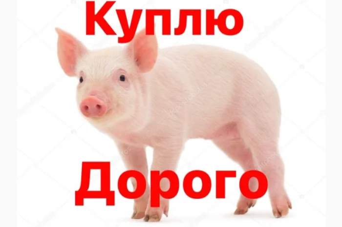 Купую поросят вагою від 8 до 30 кг- фото № 1