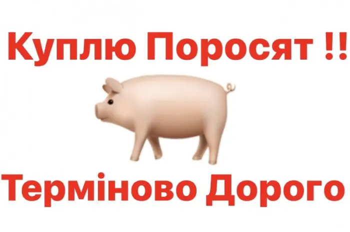 Куплю поросята свиньи- фото № 1