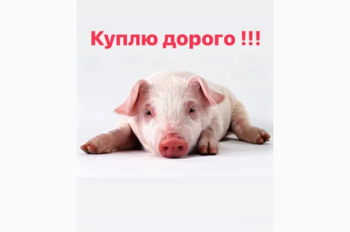 Куплю поросят разной массы свиней- фото № 1