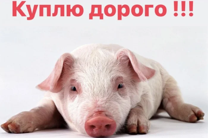 Закупка поросят от 8 до 25 кг в Черкассах- фото № 1