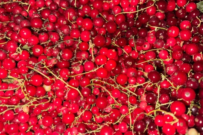 Пропонується порічка високої якості- фото № 1