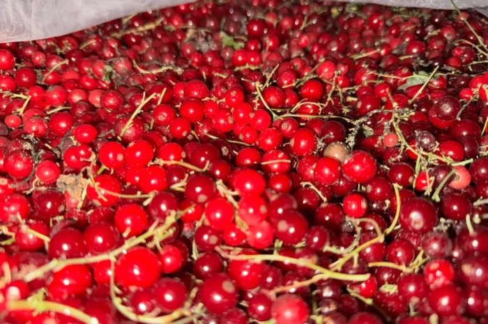 Пропонується порічка високої якості- фото № 2