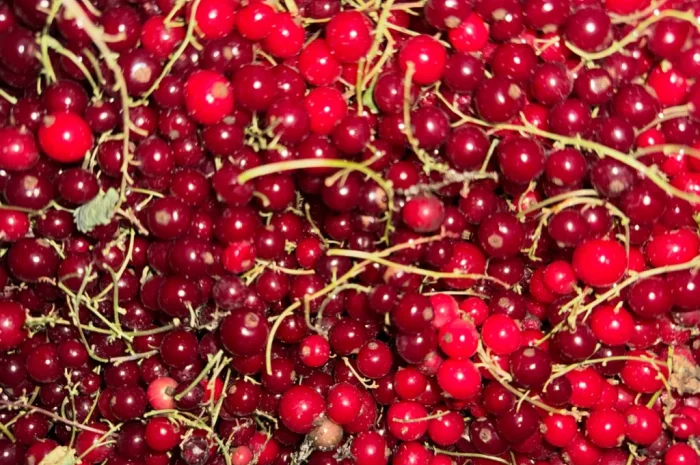 Пропонується порічка високої якості- фото № 3