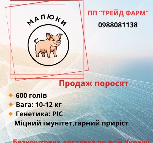 Продажа поросят генетики DanBred и PIC- фото № 1