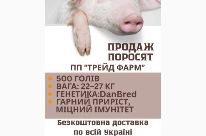 Продажа поросят генетики DanBred и PIC- фото № 2