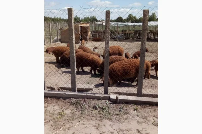 Угорская мангалица - поросята и свиноматки на продажу- фото № 1