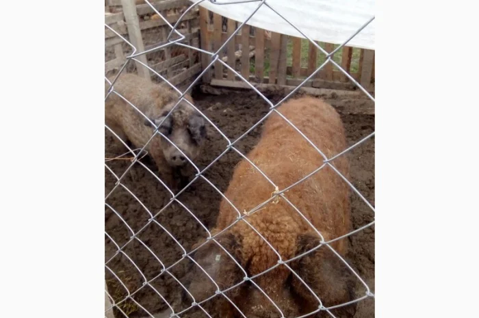 Угорская мангалица - поросята и свиноматки на продажу- фото № 2