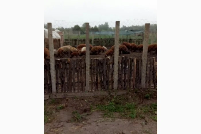 Угорская мангалица - поросята и свиноматки на продажу- фото № 3