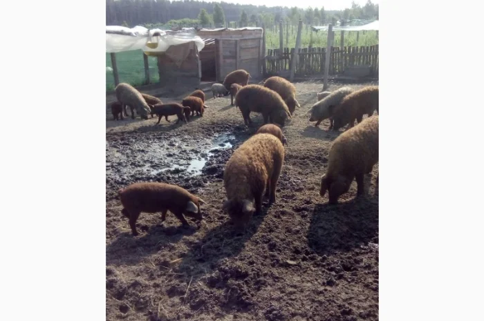 Угорская мангалица - поросята и свиноматки на продажу- фото № 4