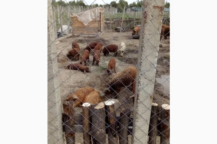 Угорская мангалица - поросята и свиноматки на продажу- фото № 5