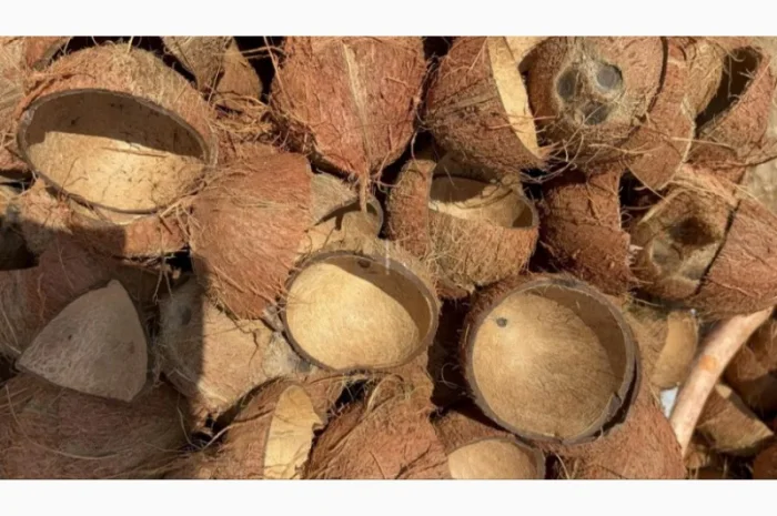 Куплю кокосовую скорлупу- фото № 1