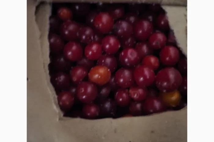 Пропонується калина шокової заморозки 2025 року- фото № 1