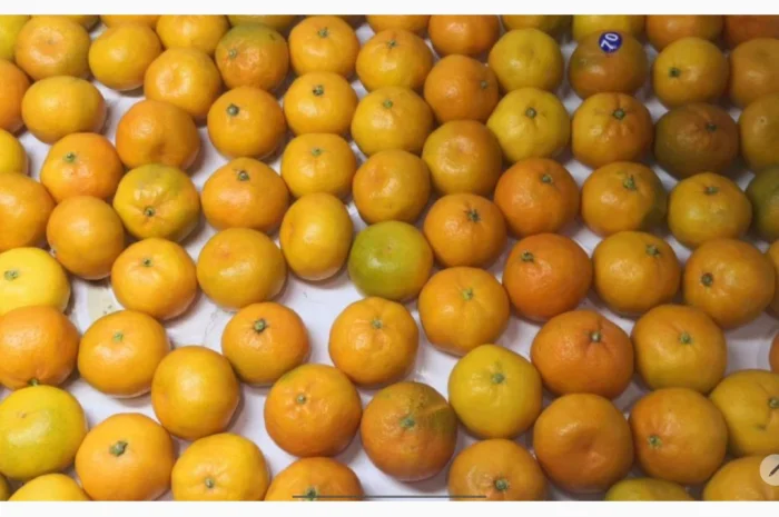 Регулярні поставки овочів та фруктів з Туреччини- фото № 2