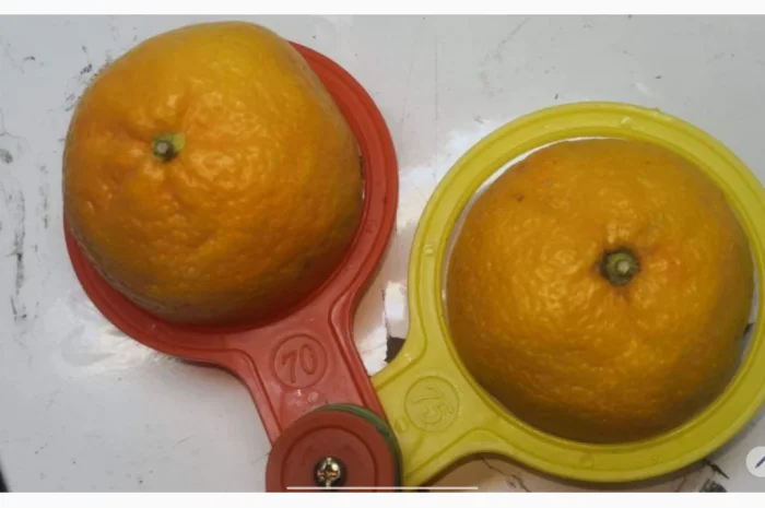 Регулярні поставки овочів та фруктів з Туреччини- фото № 3