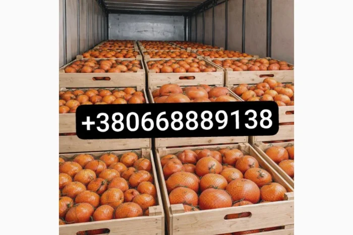 Продажа апельсинов и грейпфрутов оптом- фото № 1