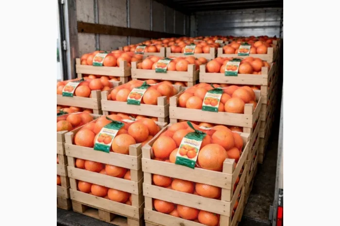 Продажа апельсинов и грейпфрутов оптом- фото № 2
