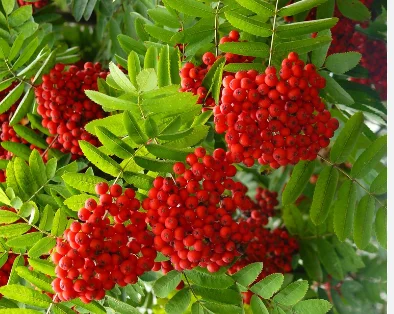 Закупаем сушеную горобину красную- фото № 1