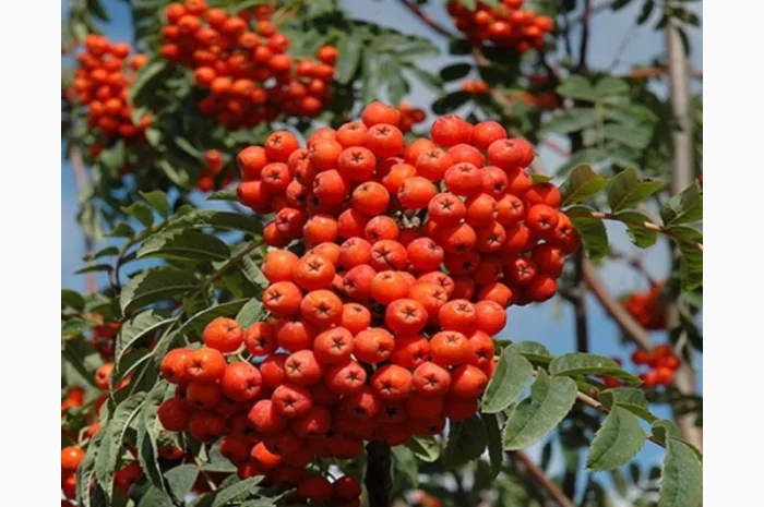 Купую червону горобину оптом- фото № 1