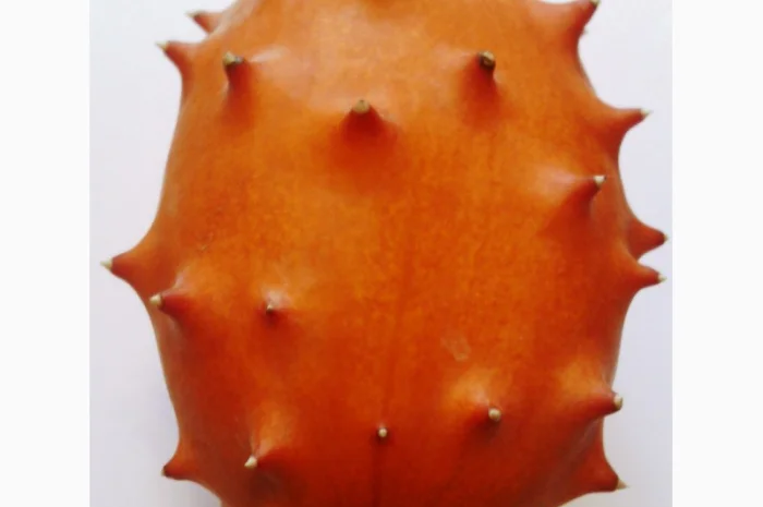 Семена кивано – уникальный экзотический фрукт- фото № 1