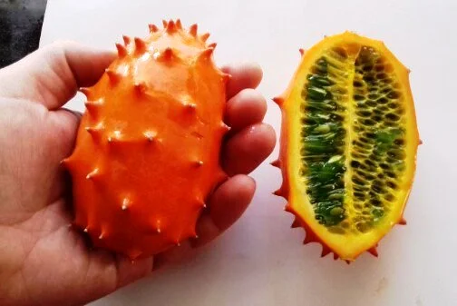 Семена кивано – уникальный экзотический фрукт- фото № 3