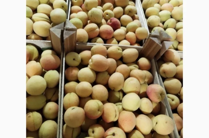 Продается качественный абрикос- фото № 1