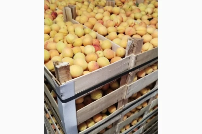 Продается качественный абрикос- фото № 10