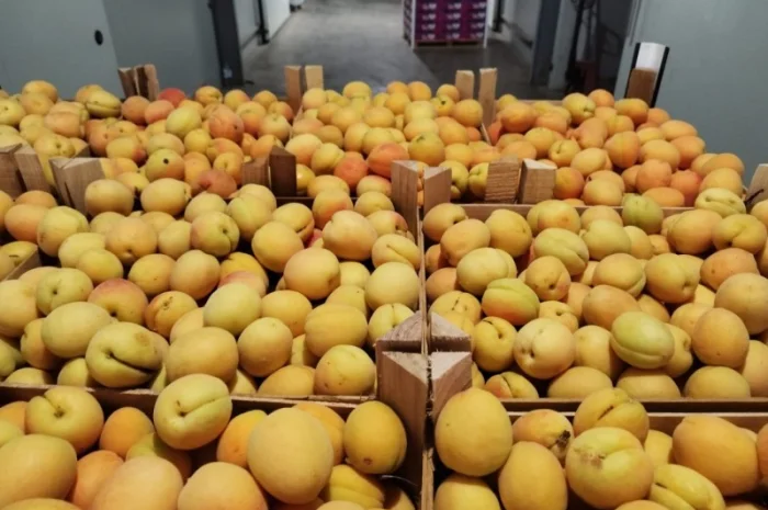 Продается качественный абрикос- фото № 12