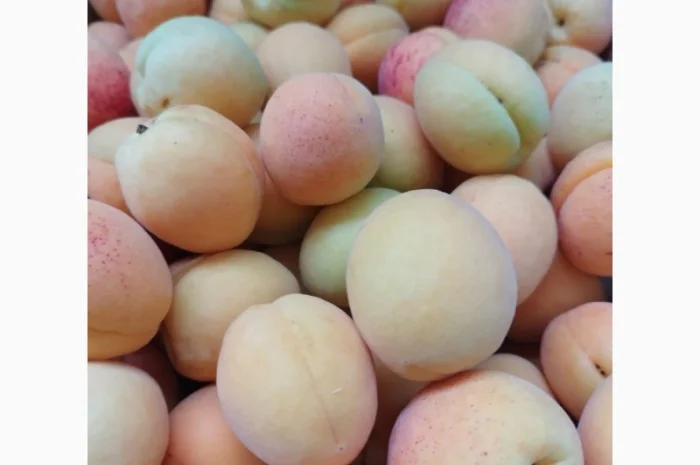 Продается качественный абрикос- фото № 13