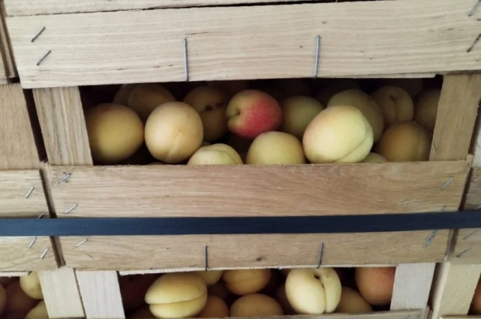 Продается качественный абрикос- фото № 14