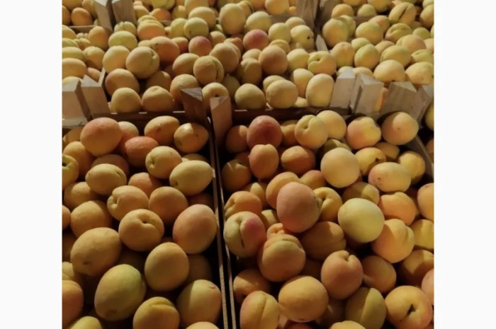 Продается качественный абрикос- фото № 15