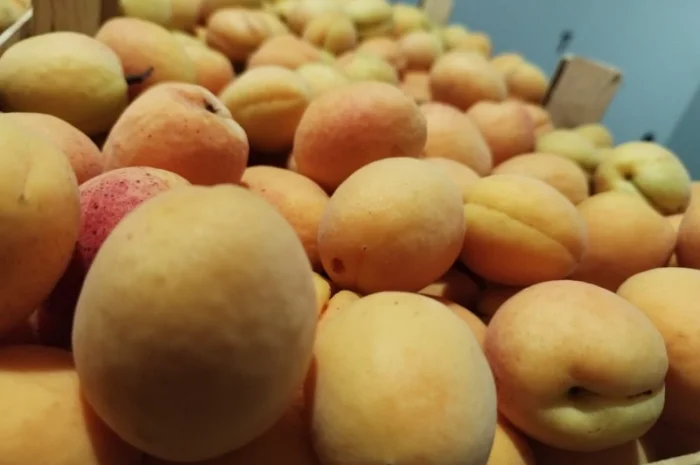 Продается качественный абрикос- фото № 16