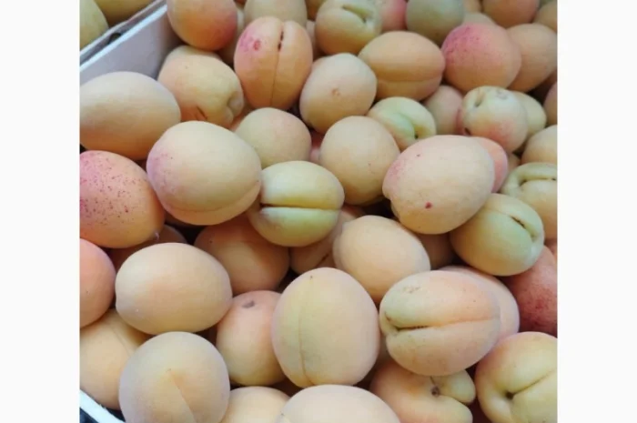 Продается качественный абрикос- фото № 17