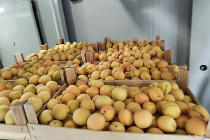 Продается качественный абрикос- фото № 2