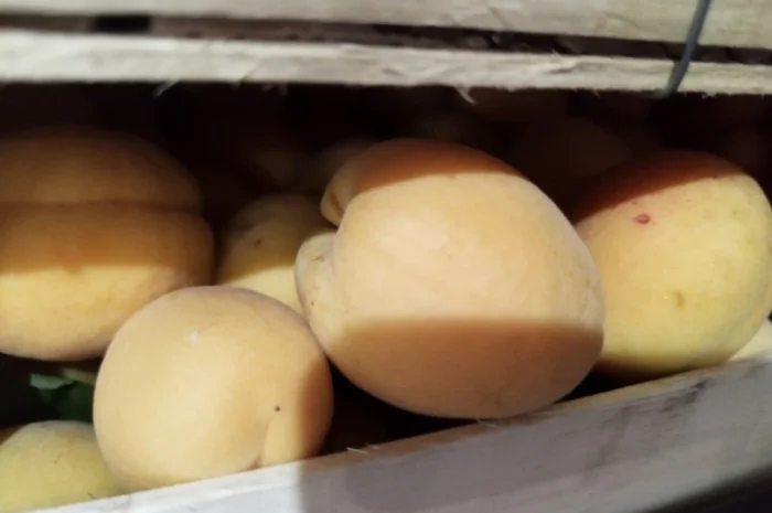 Продается качественный абрикос- фото № 3