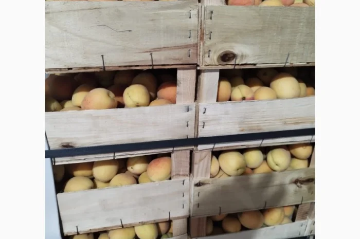 Продается качественный абрикос- фото № 4