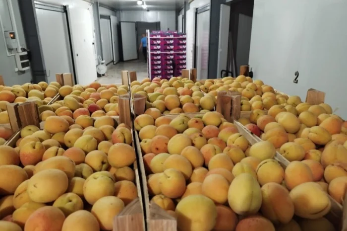 Продается качественный абрикос- фото № 5