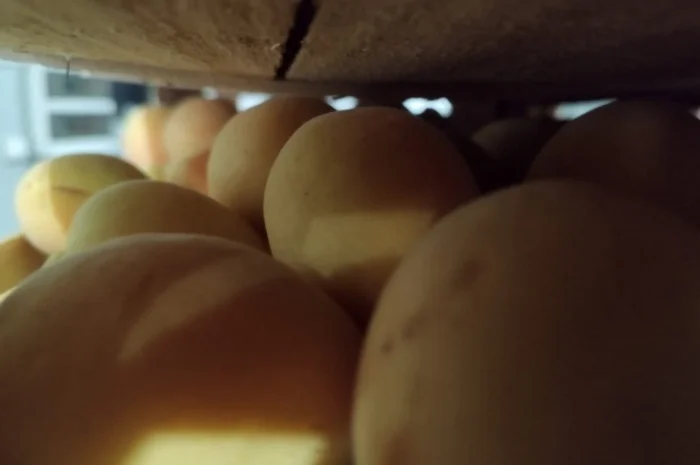 Продается качественный абрикос- фото № 6