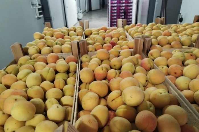 Продается качественный абрикос- фото № 7