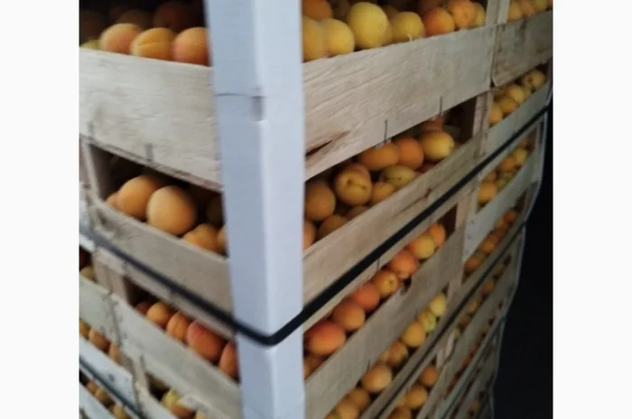 Продается качественный абрикос- фото № 9