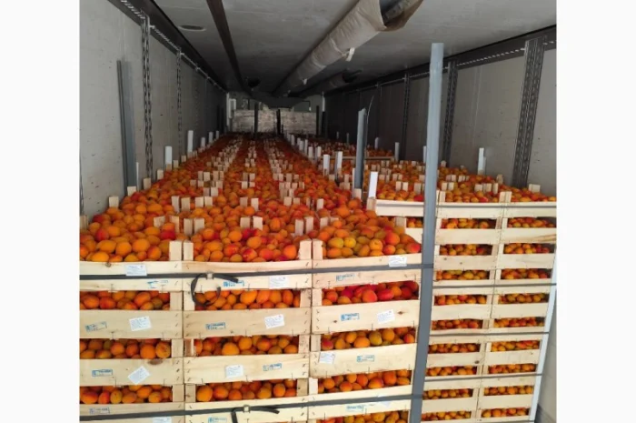 Абрикосы отличного качества из солнечной Молдавии- фото № 1