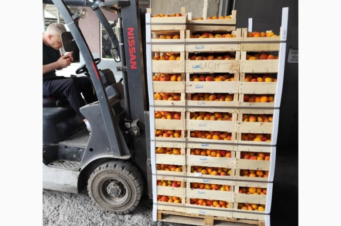 Абрикосы отличного качества из солнечной Молдавии- фото № 2