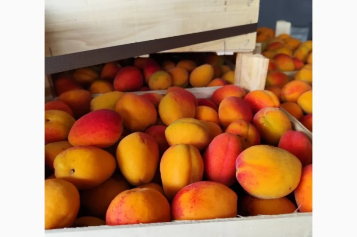 Абрикосы отличного качества из солнечной Молдавии- фото № 3