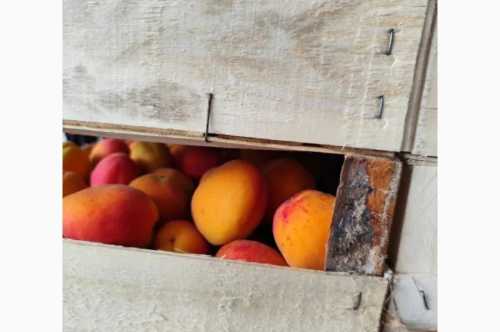 Абрикосы отличного качества из солнечной Молдавии- фото № 4