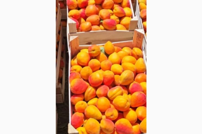 Абрикосы отличного качества из солнечной Молдавии- фото № 5