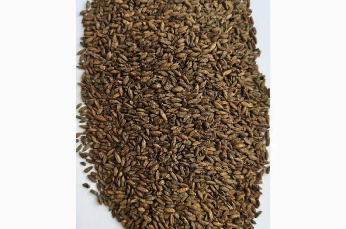 Продается солод (malt) житний, кукурузный и овсяный- фото № 3