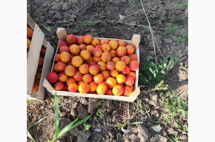Продается абрикос 2025 года урожая- фото № 1