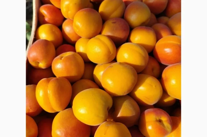 Продается абрикос 2025 года урожая- фото № 2