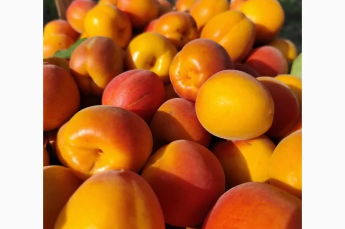 Продается абрикос 2025 года урожая- фото № 3