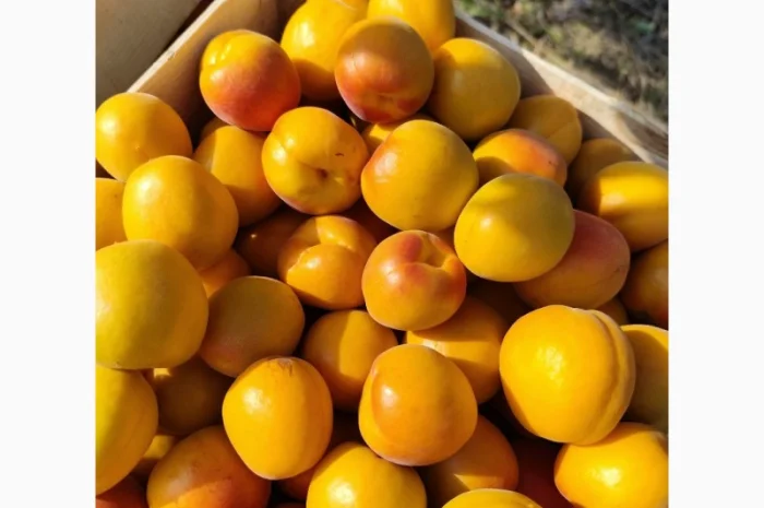 Продается абрикос 2025 года урожая- фото № 4